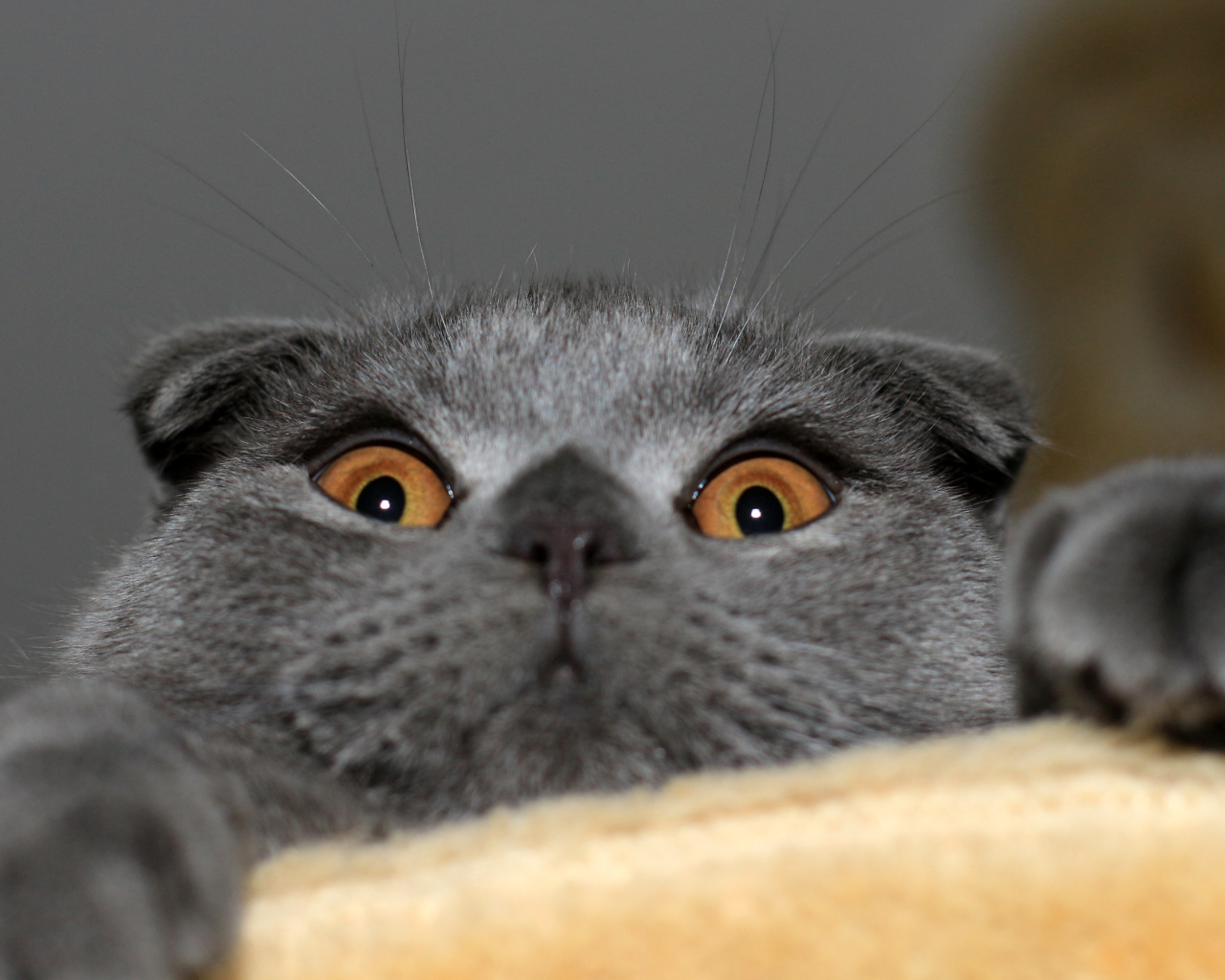 Игривый серый шотландский вислоухий кот