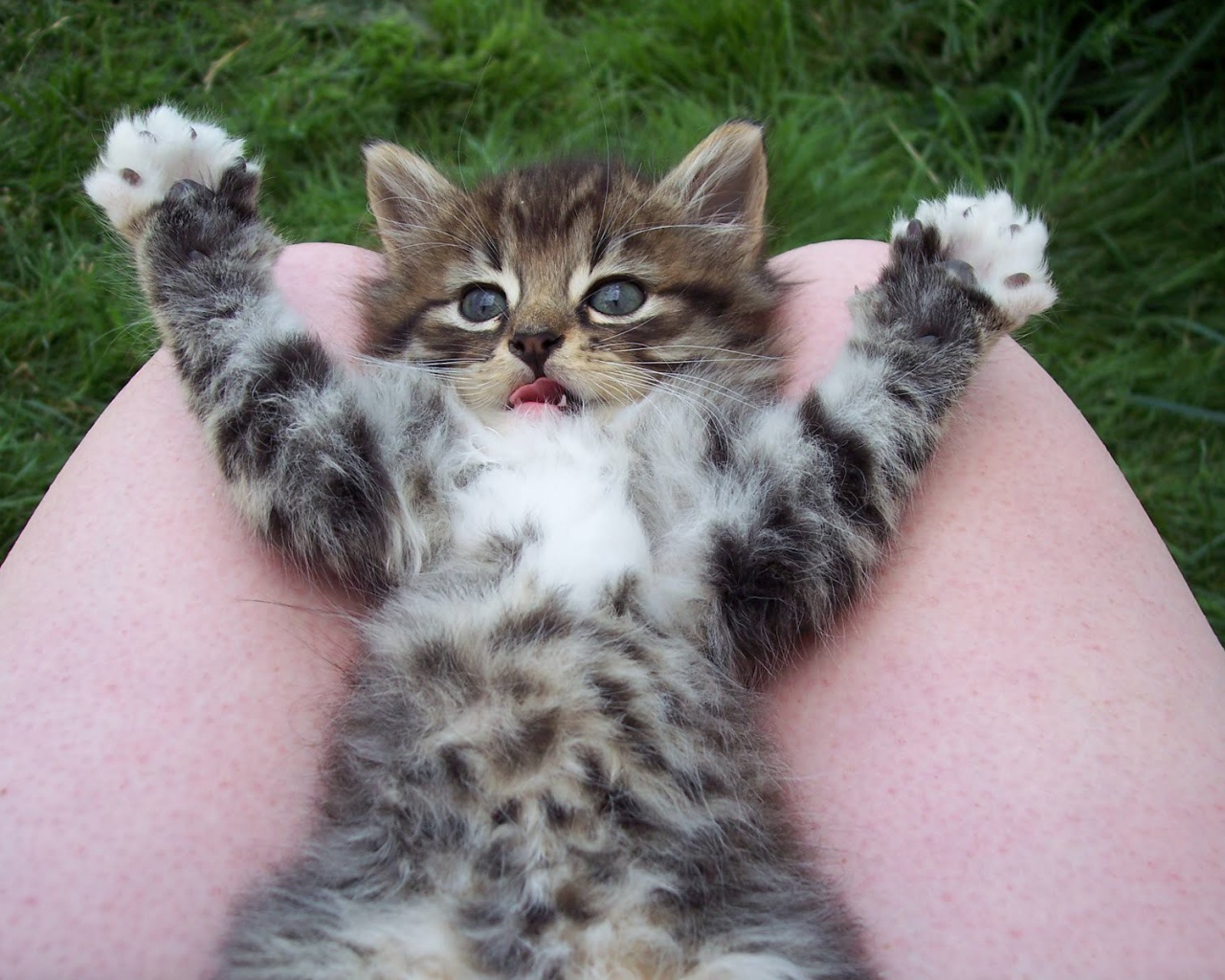 Игривый маленький кот на коленях