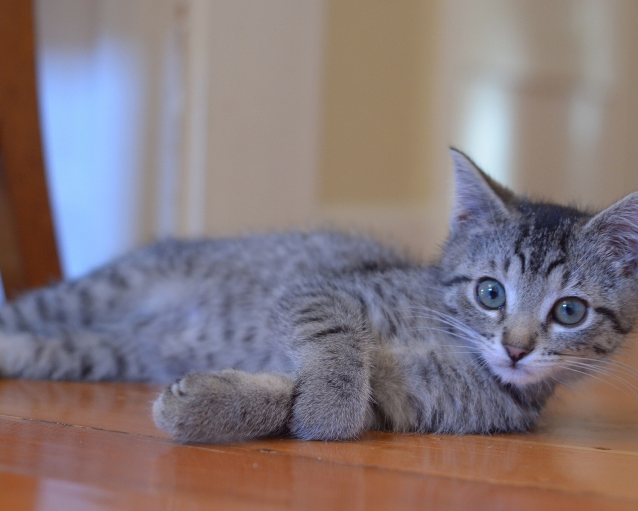 Серый молодой игривый кот на полу