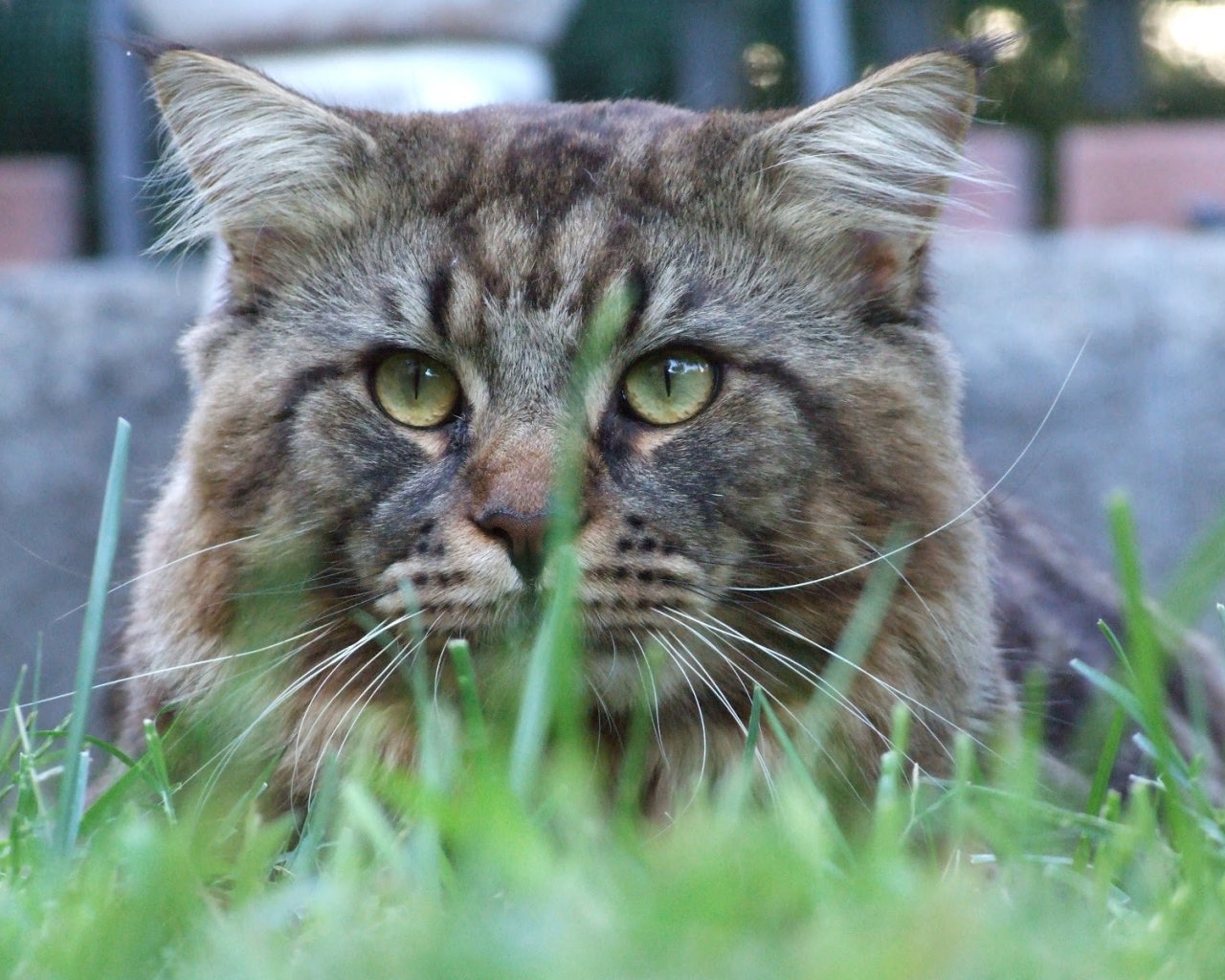Упитанный кот мейн-кун