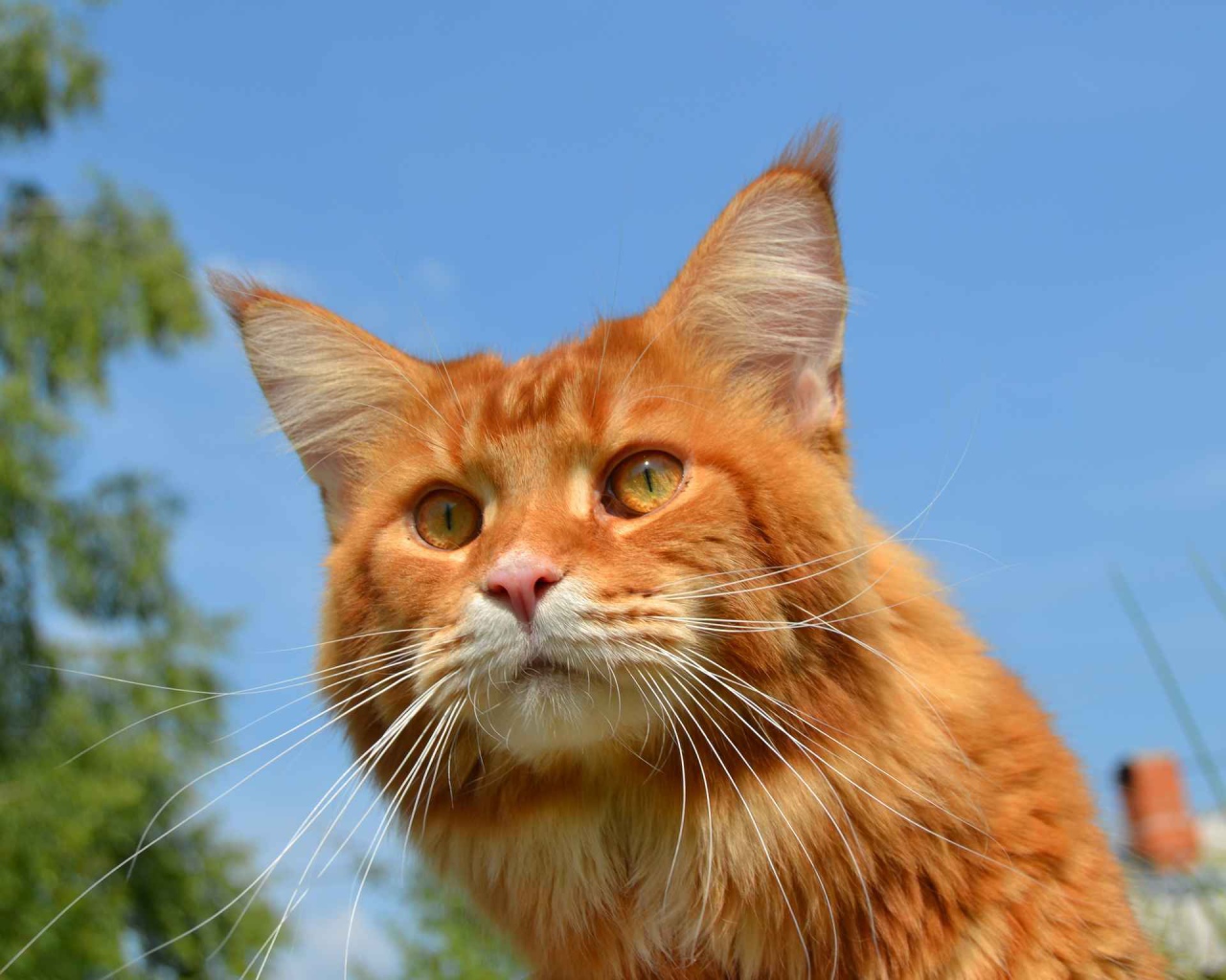 Рыжий кот мейн-кун на природе