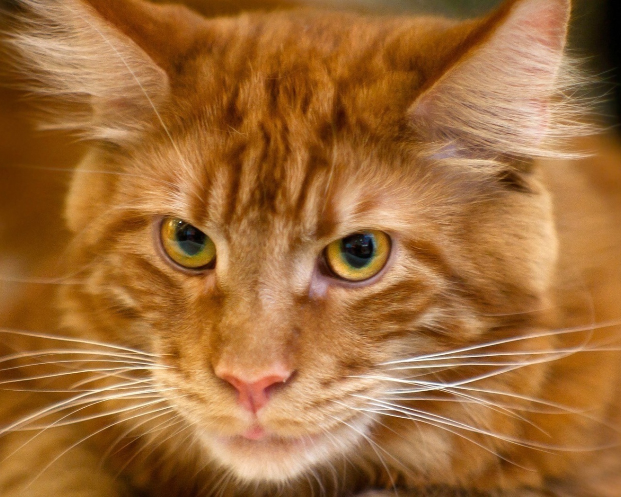 Рыжий кот мейн-кун крупным планом