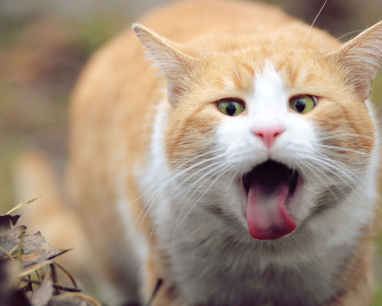 Рыжий кот и язык
