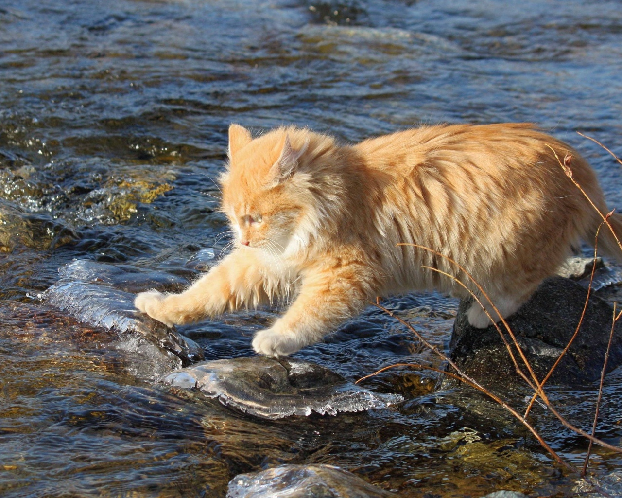 Рыжий кот переходит через речку