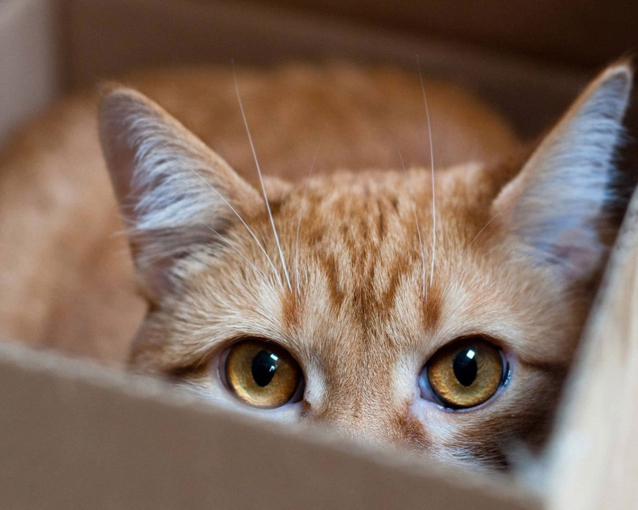 Рыжий кот прячется в коробке