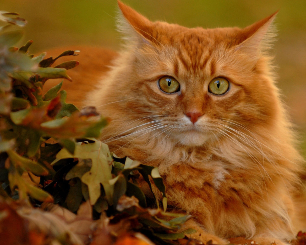 Red Cat in autumn leaves