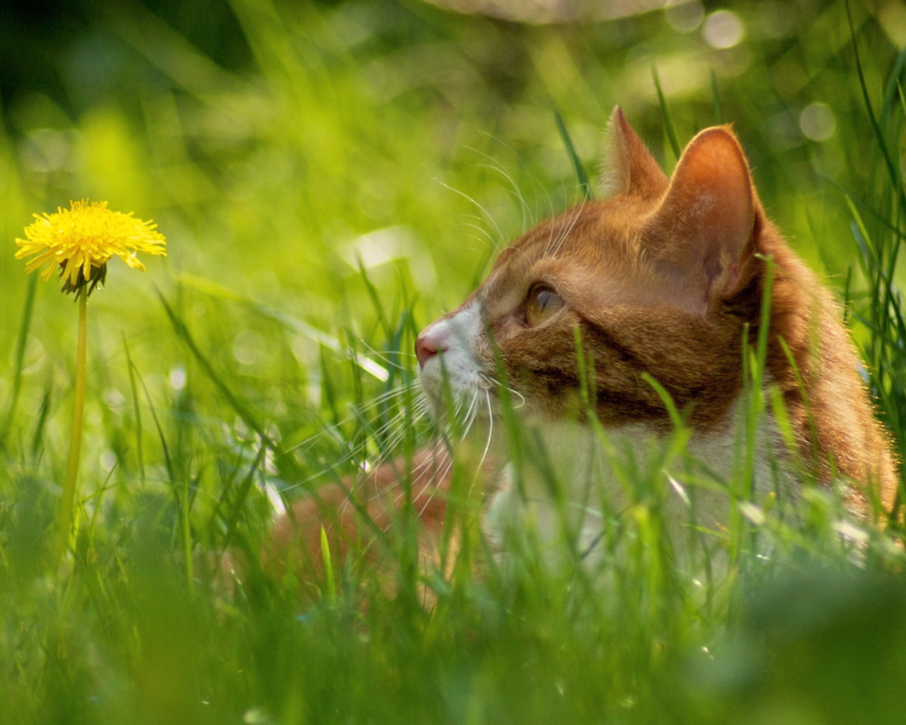 Рыжий кот в траве