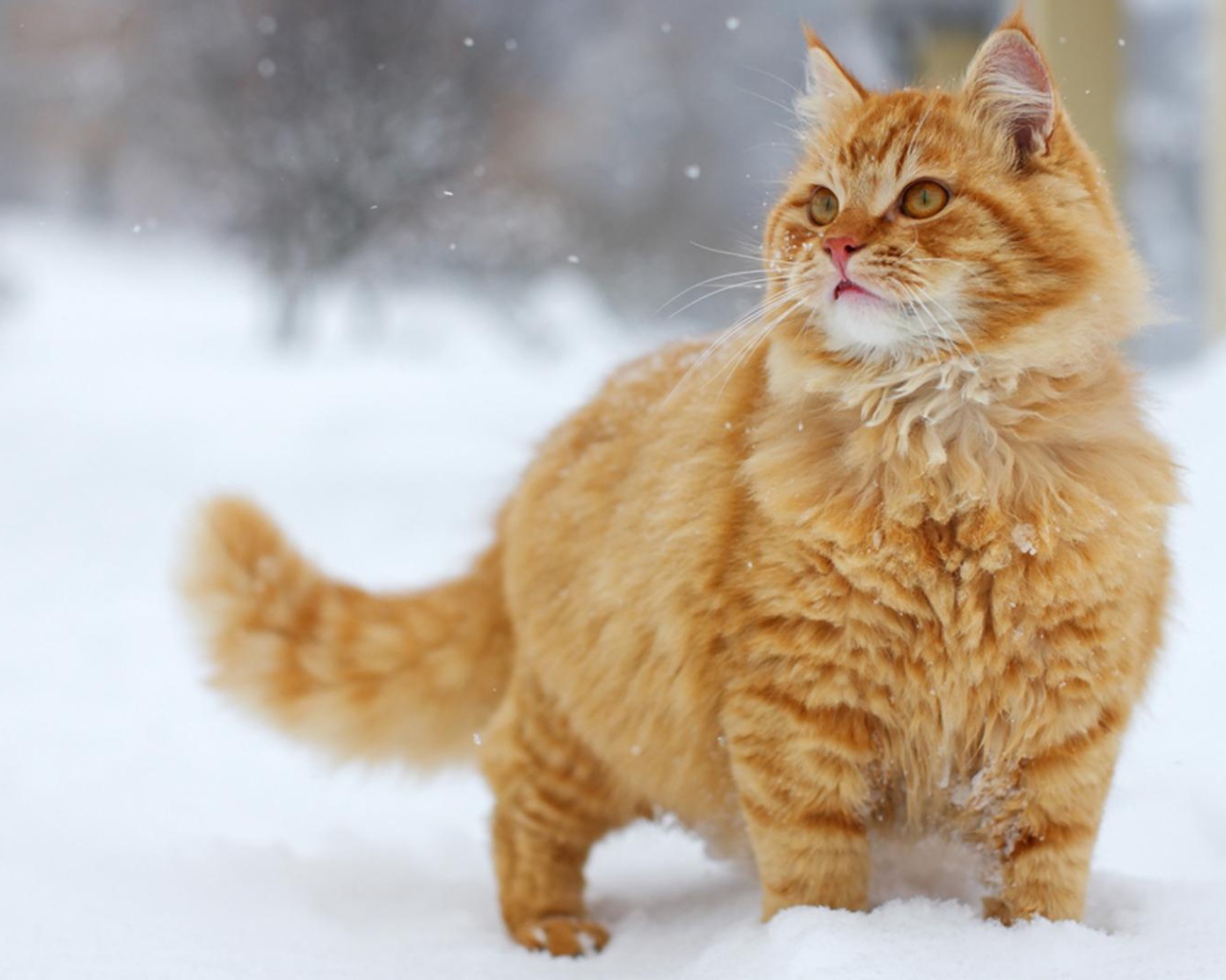 Рыжий кот на снегу