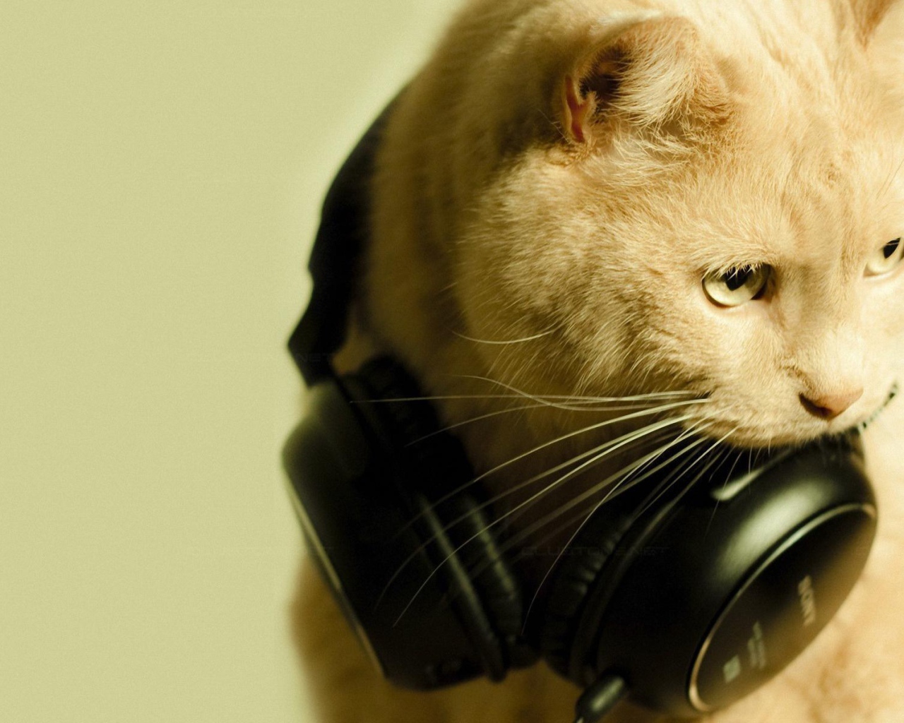 Рыжий кот меломан