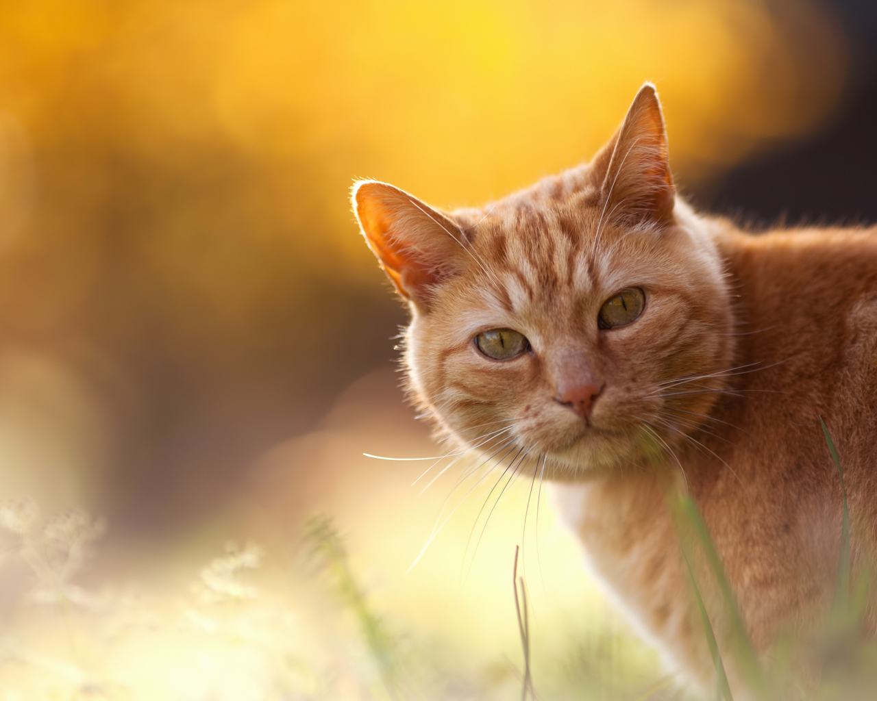 Рыжий кот на оранжевом фоне