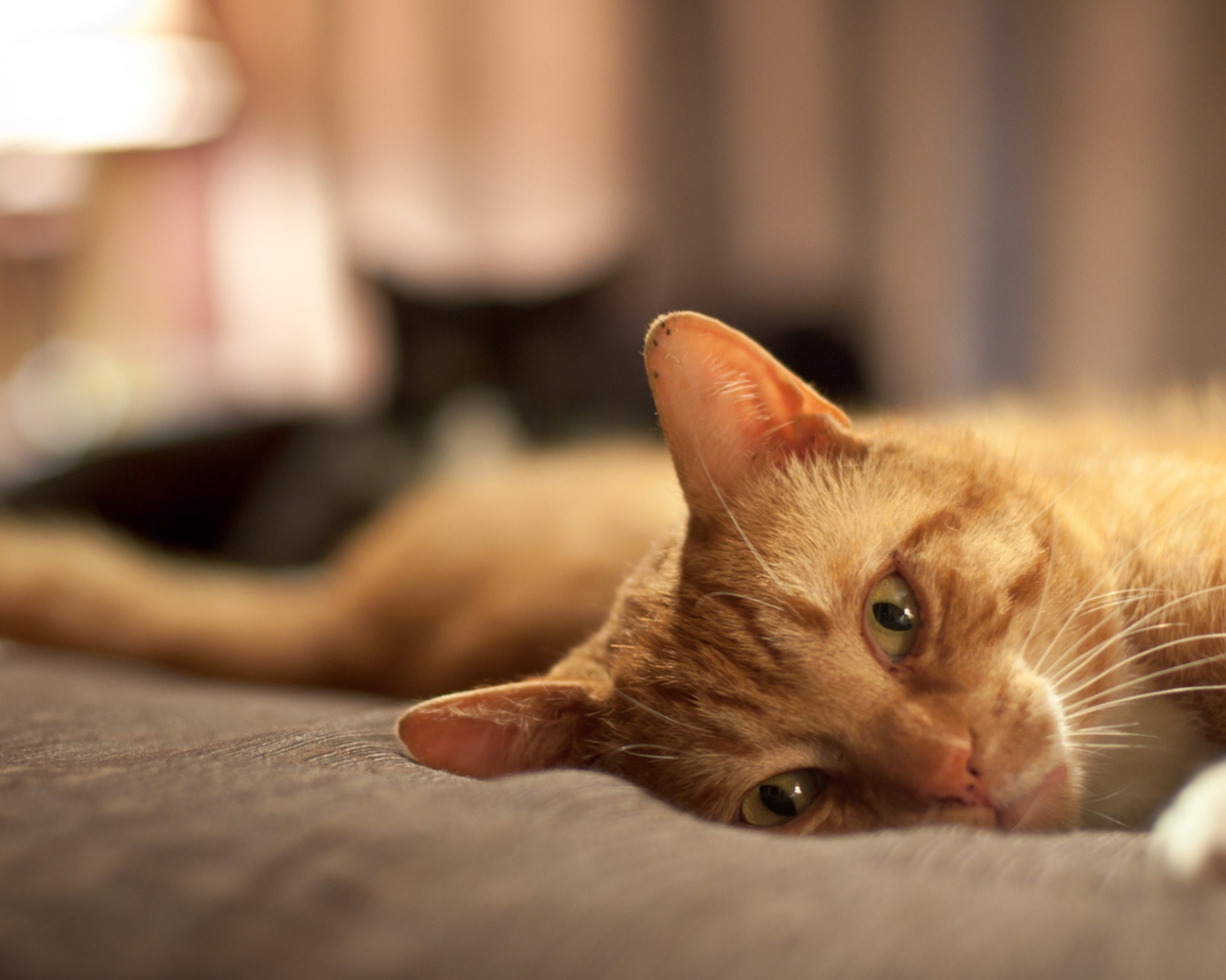 Рыжий кот расслабляется на кровати