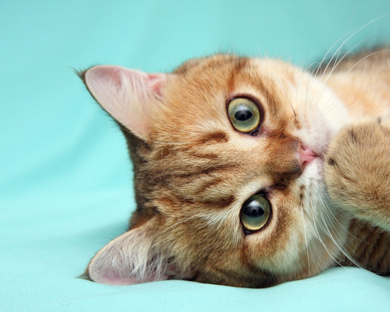 Рыжий кот что-то наделал