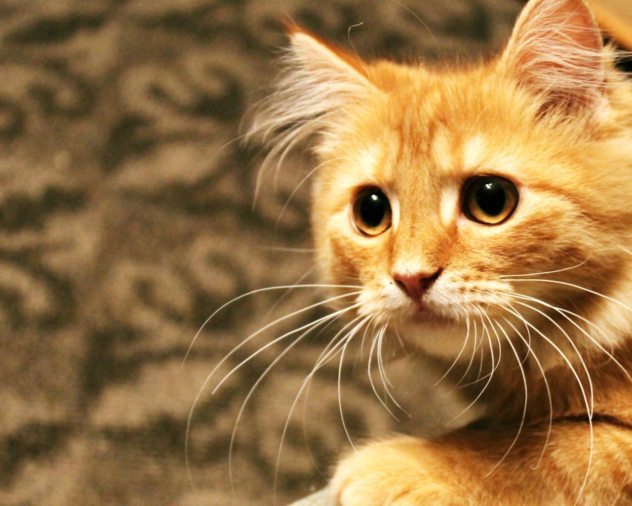 Рыжий кот пристально смотрит