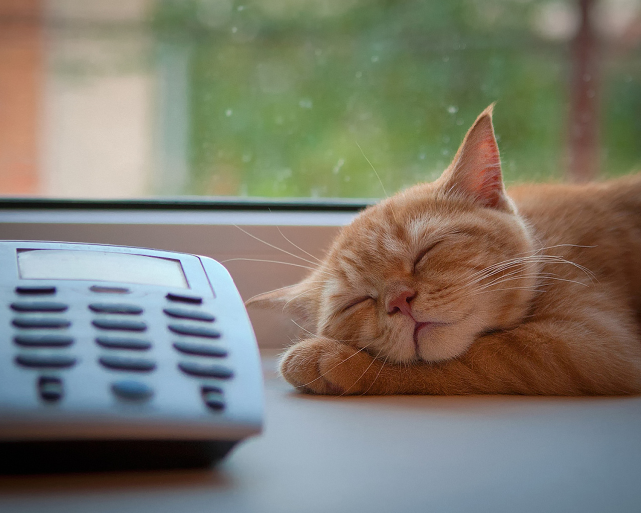 Рыжий кот ждёт звонка