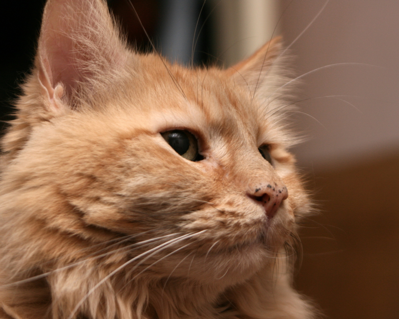 Рыжий взрослый кот мейн-кун