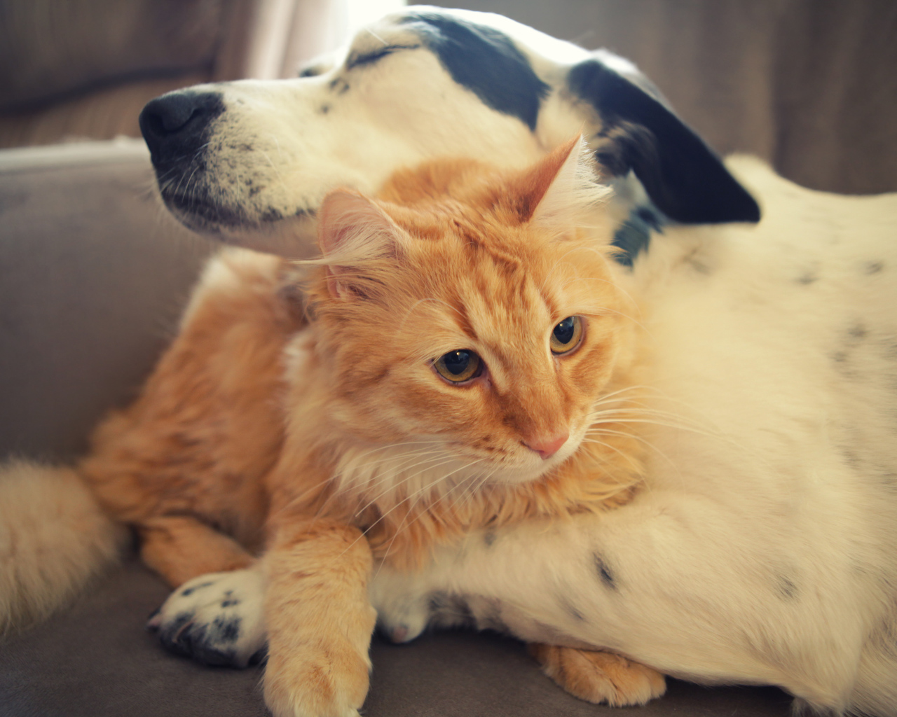 Рыжий кот и пёс