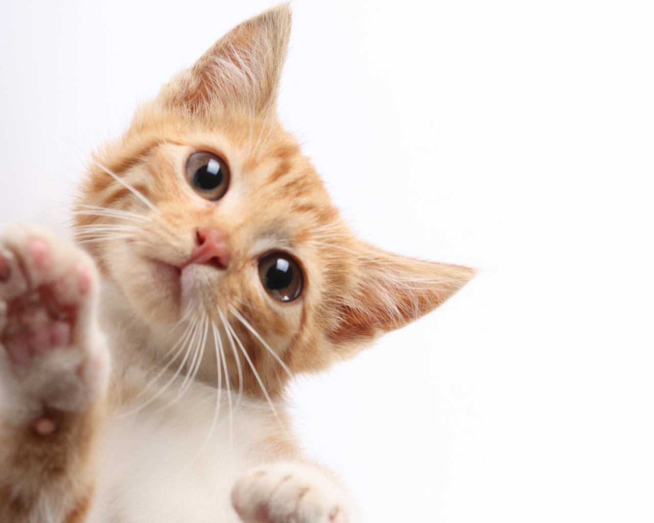 Рыжий кот протирает экран