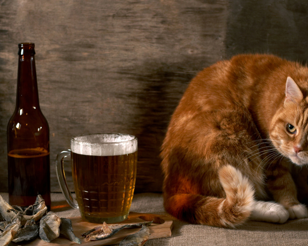 Рыжий кот с пивом и рыбой