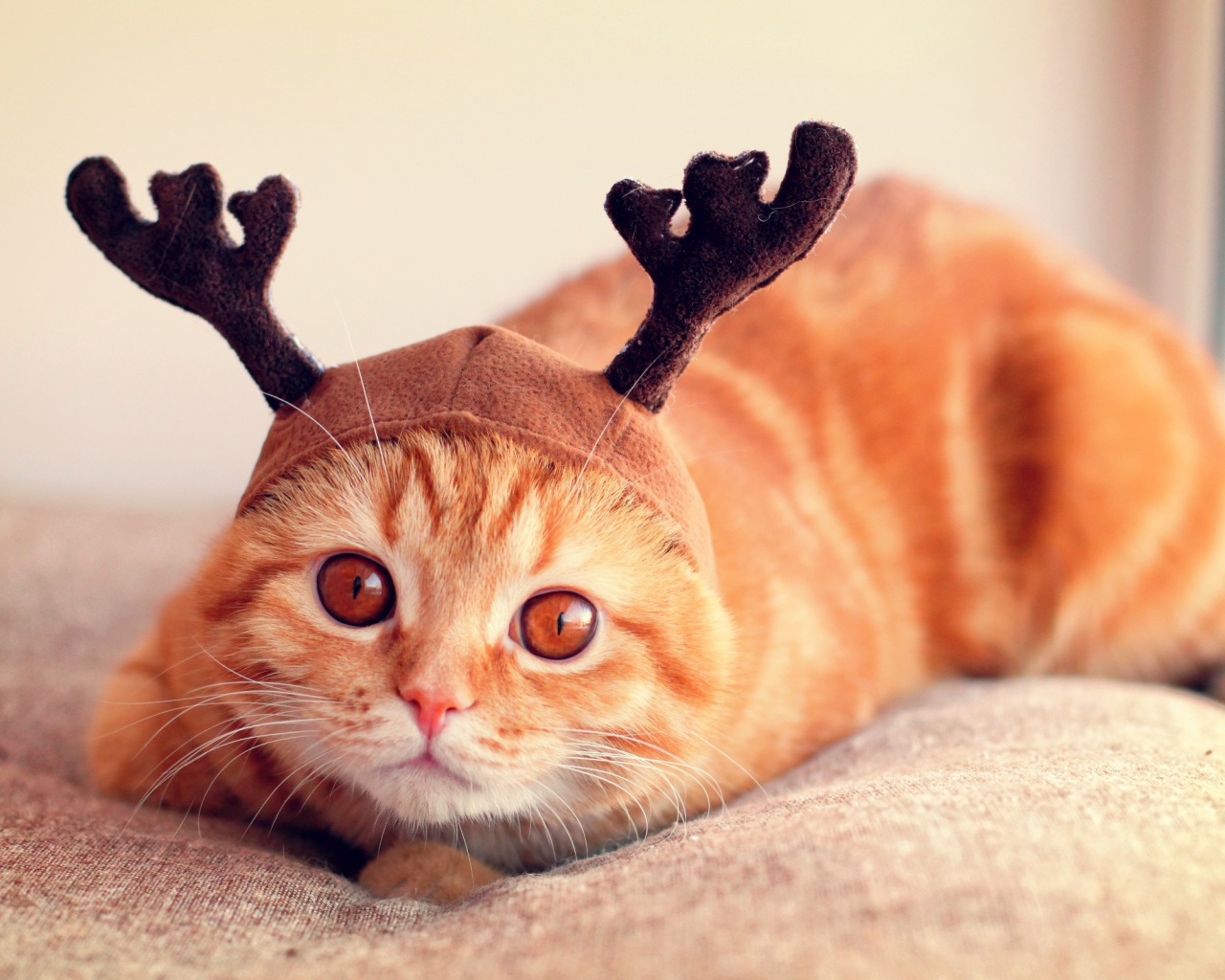 Рыжий кот с рогами