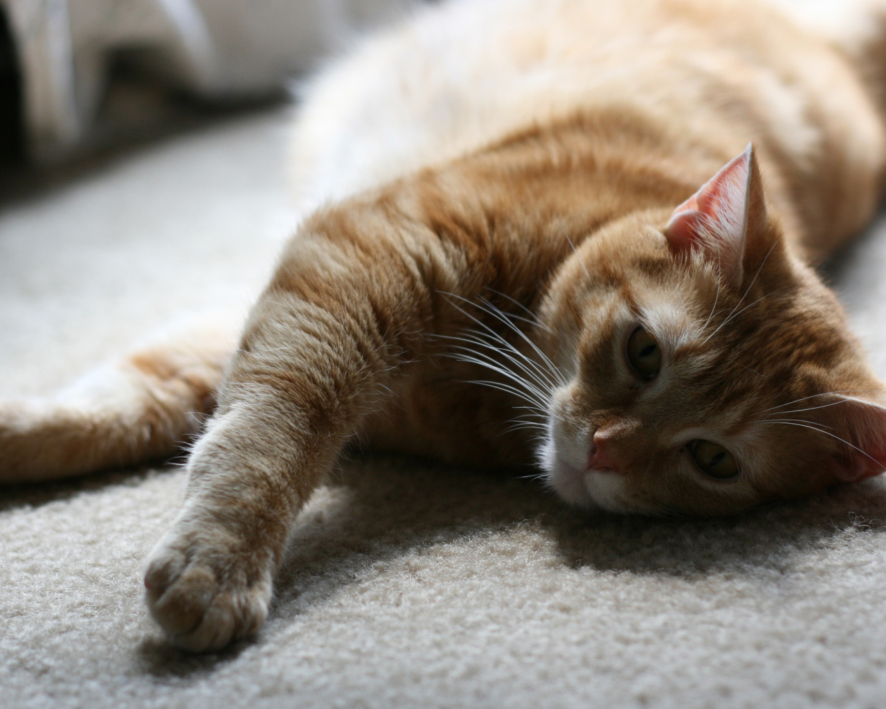 Рыжий симпатичный кот на полу