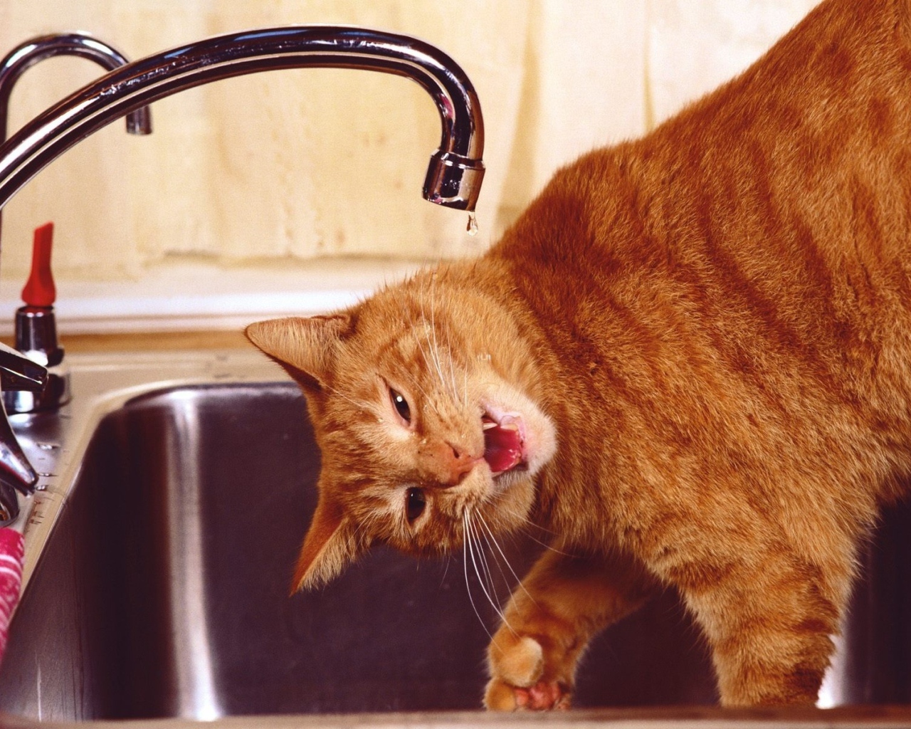 Рыжий смешной кот пьёт воду