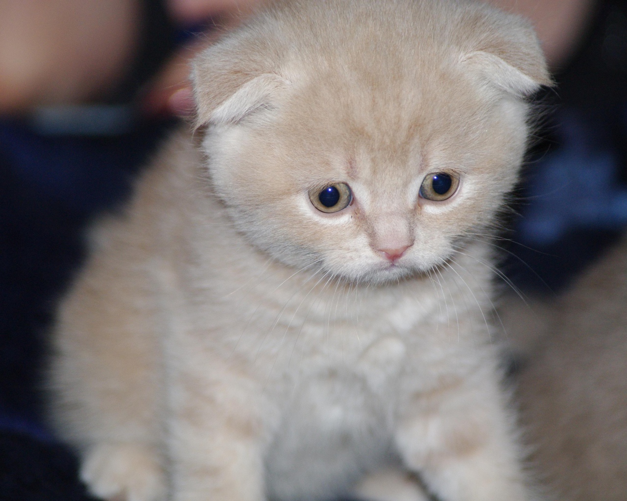 Грустный маленький рыжий шотландский вислоухий кот