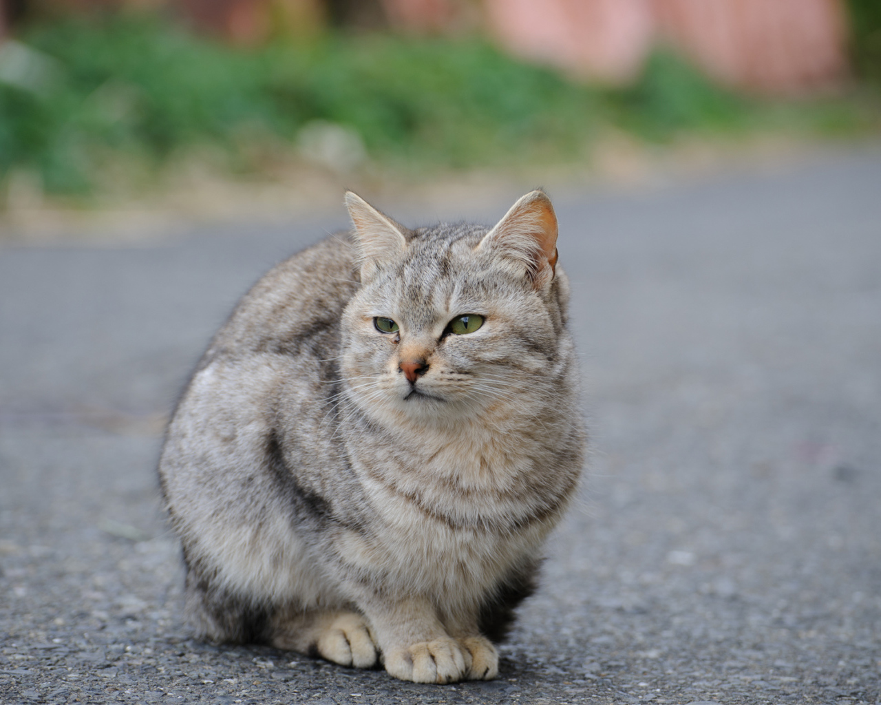 Грустный уличный кот