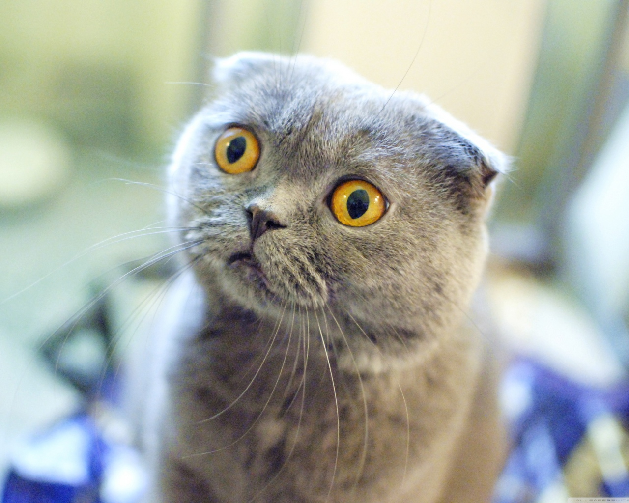 Шотландский вислоухий кот в шоке