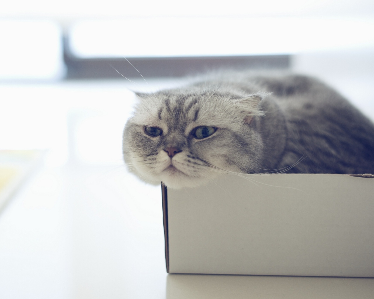 Шотландский вислоухий кот в коробке