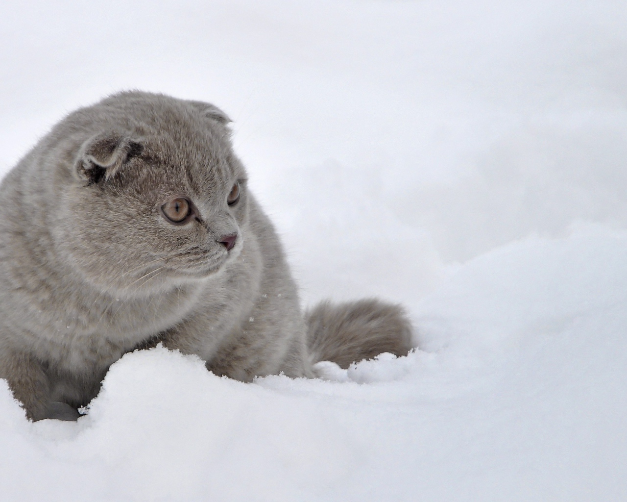 Шотландский вислоухий кот в снегу