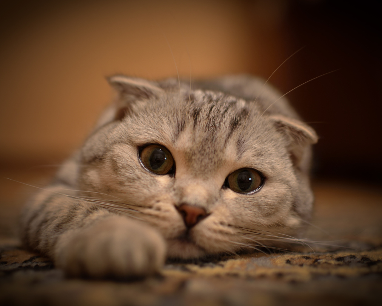 Шотландский вислоухий кот на ковре