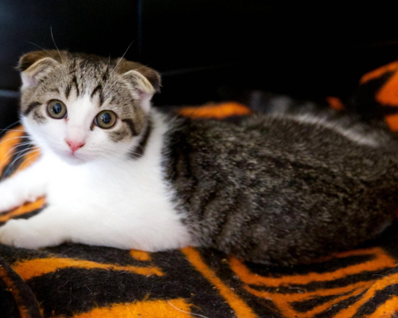 Шотландский вислоухий кот на покрывале