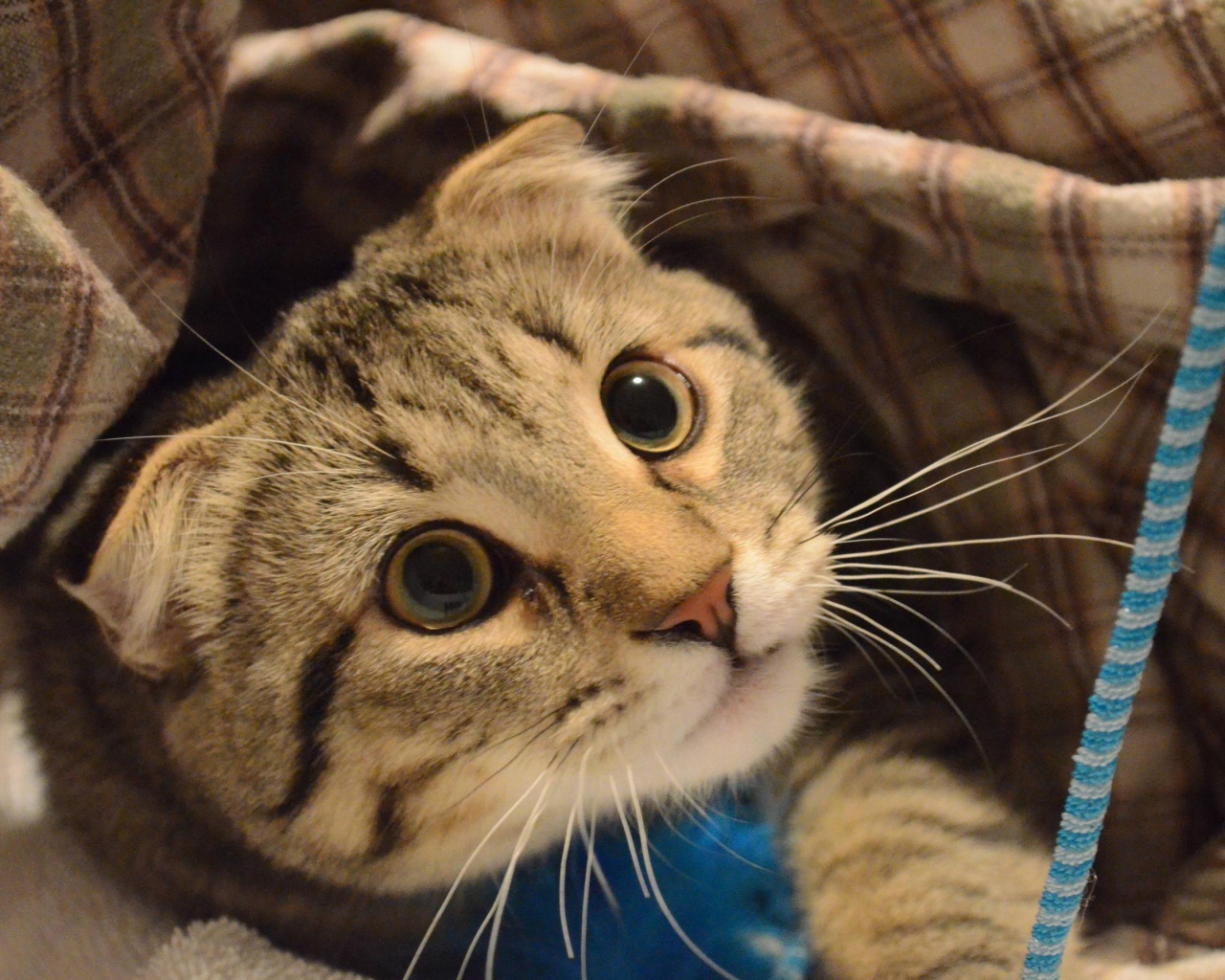 Шотландский вислоухий кот что-то увидел