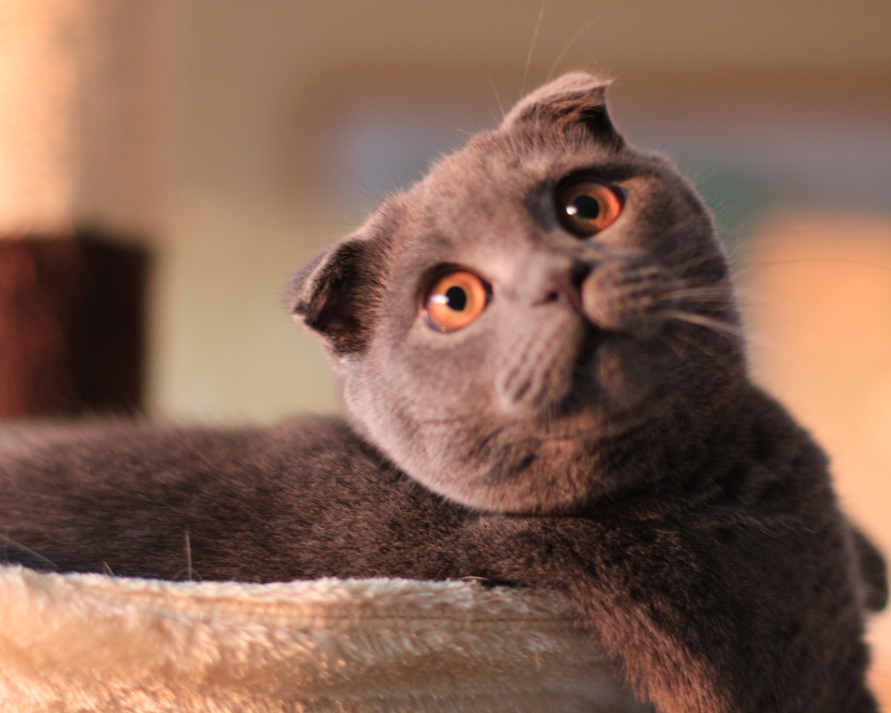 Шотландский вислоухий кот с карими глазами