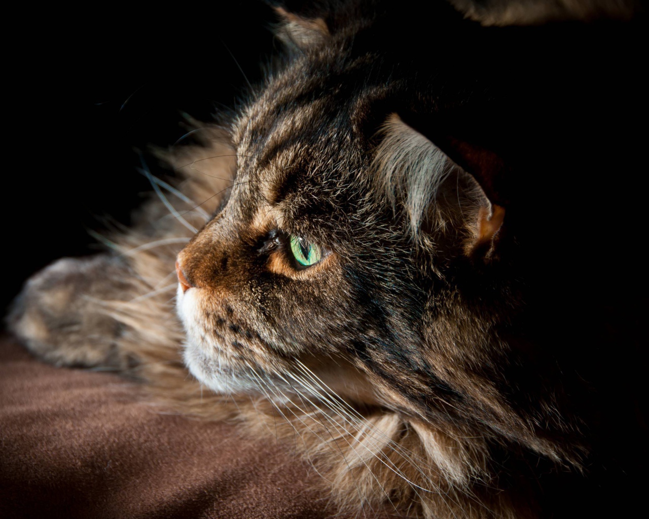 Серьёзный кот мейн-кун с зелёными глазами