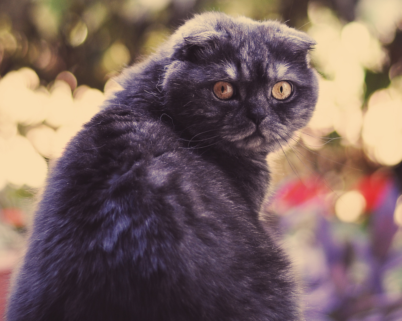 Шотландский вислоухий серьёзный кот