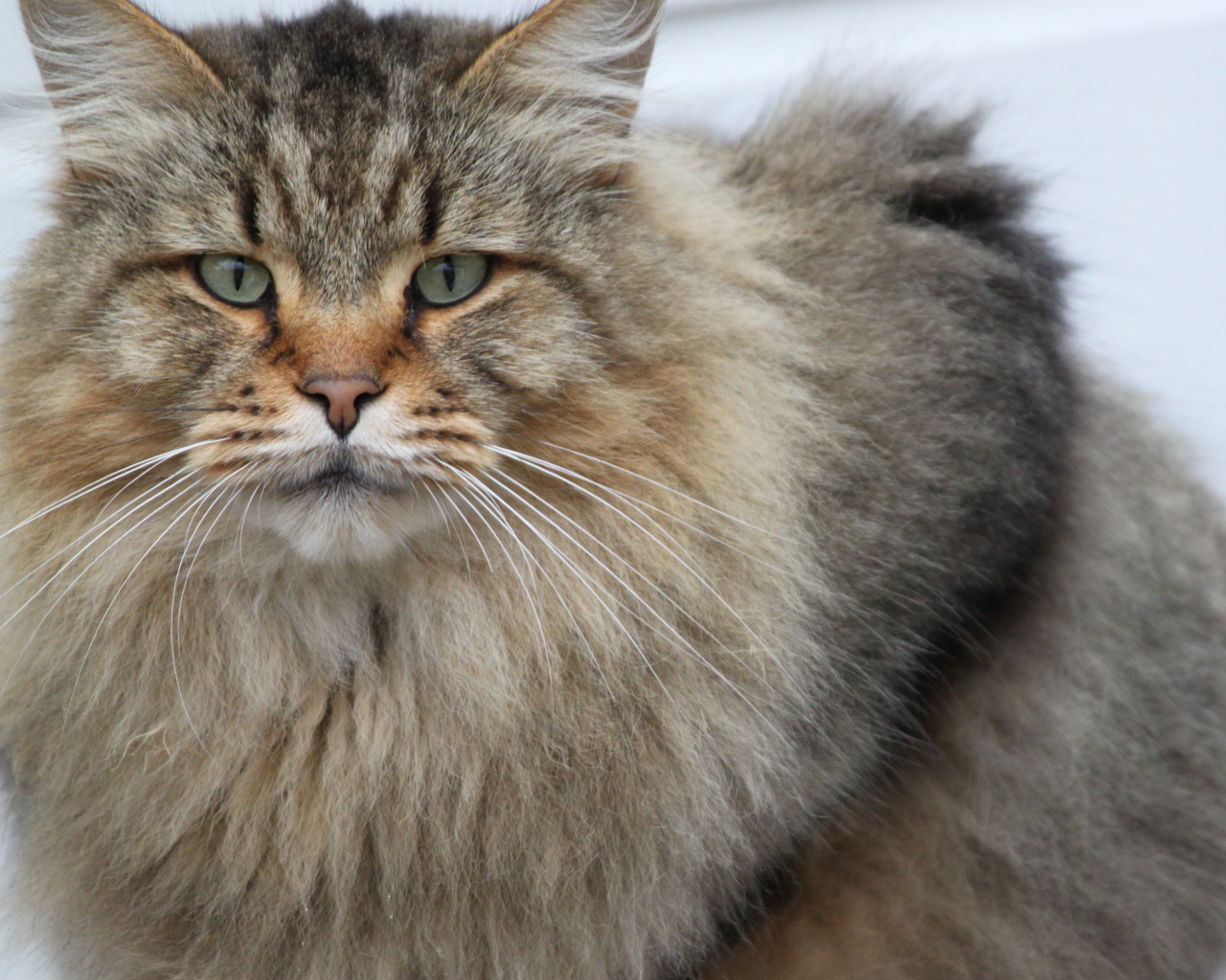 Взрослый серьёзный кот мейн-кун