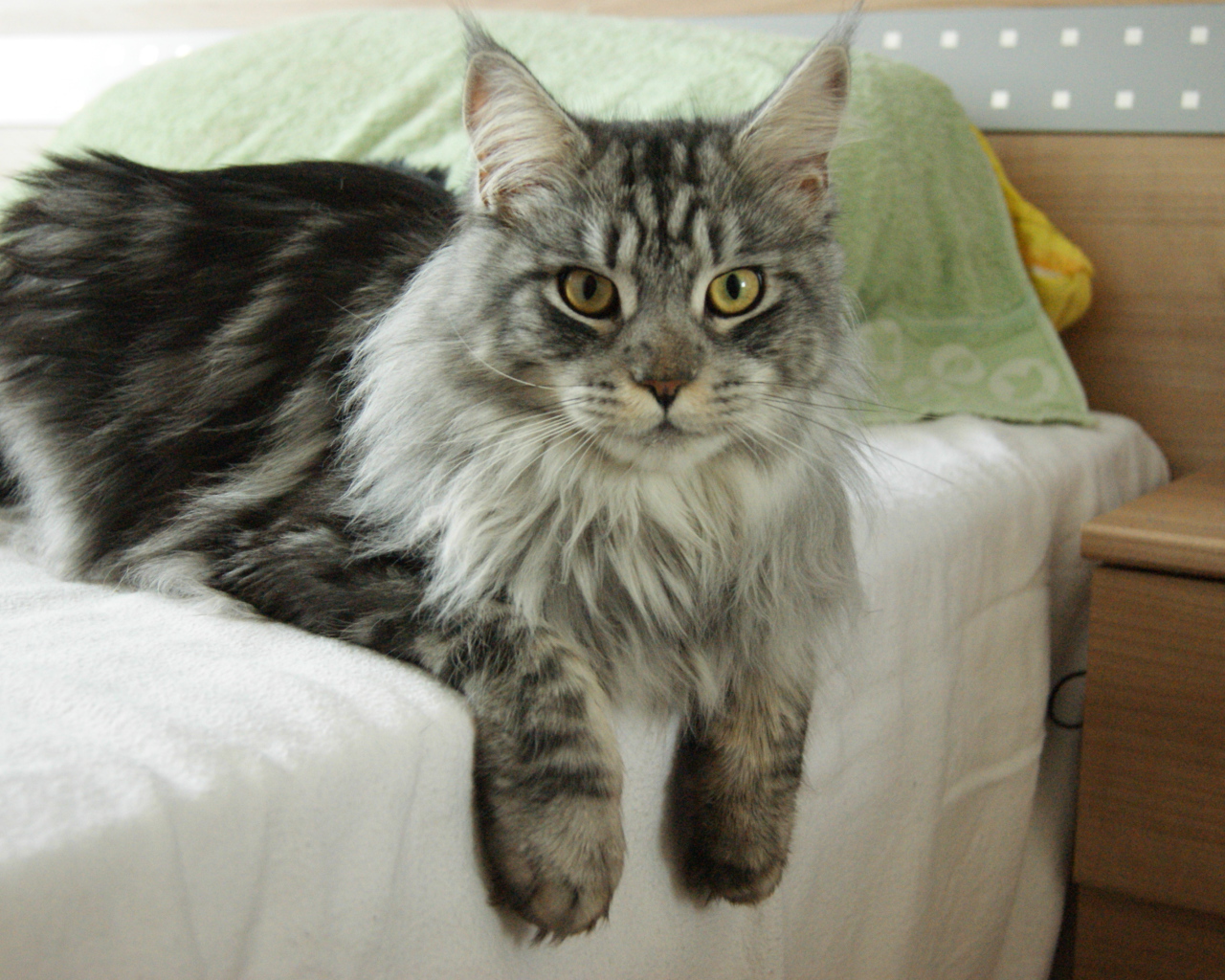 Красивый серьёзный кот мейн-кун лежит на кровати