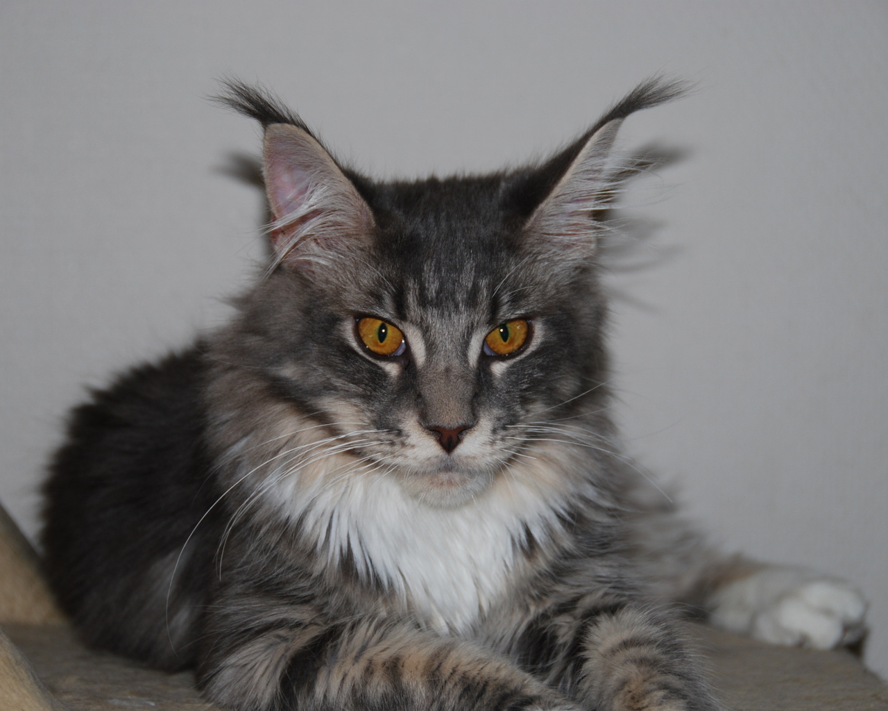 Красивый серьёзный кот мейн-кун с карими глазами
