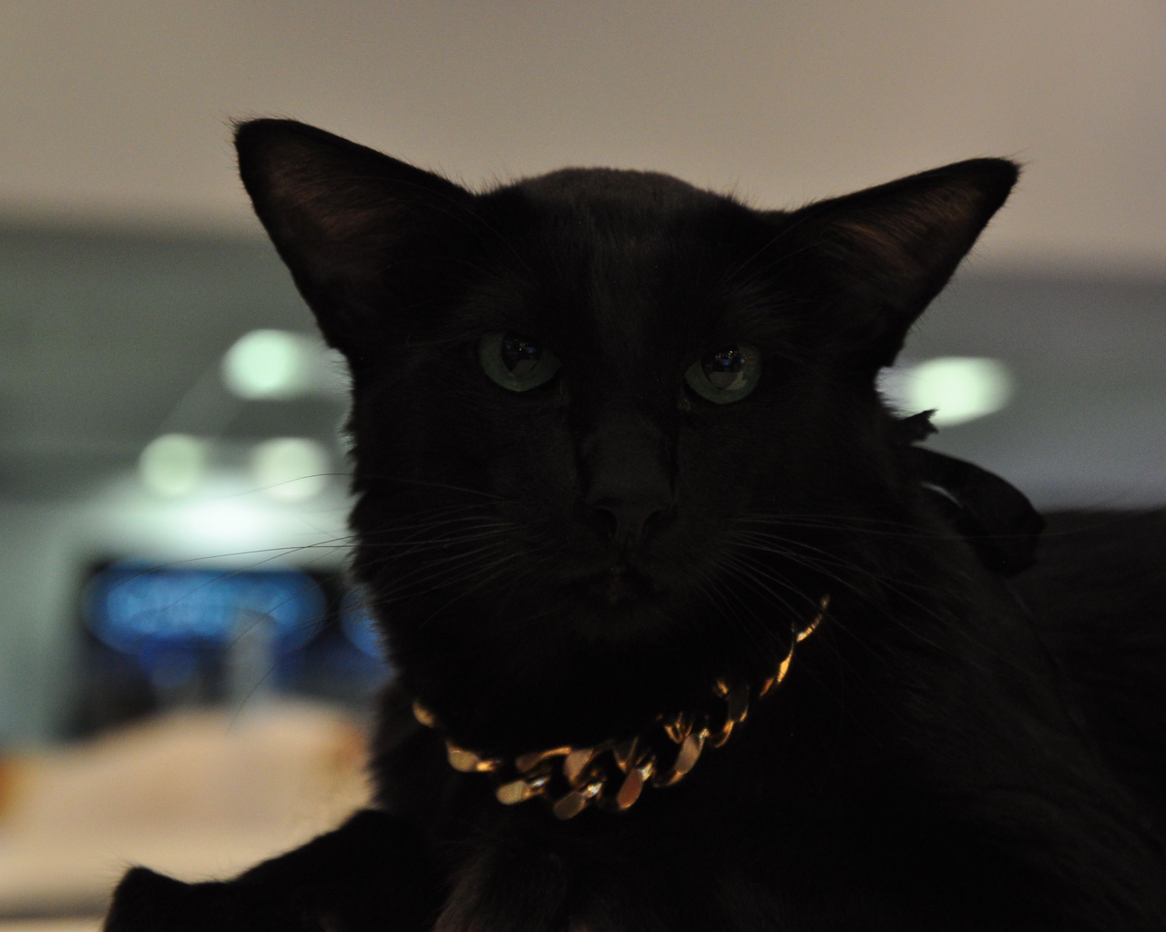 Чёрный красивый серьёзный кот мейн-кун