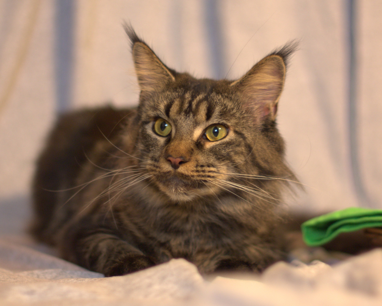 Серьёзный кот мейн-кун