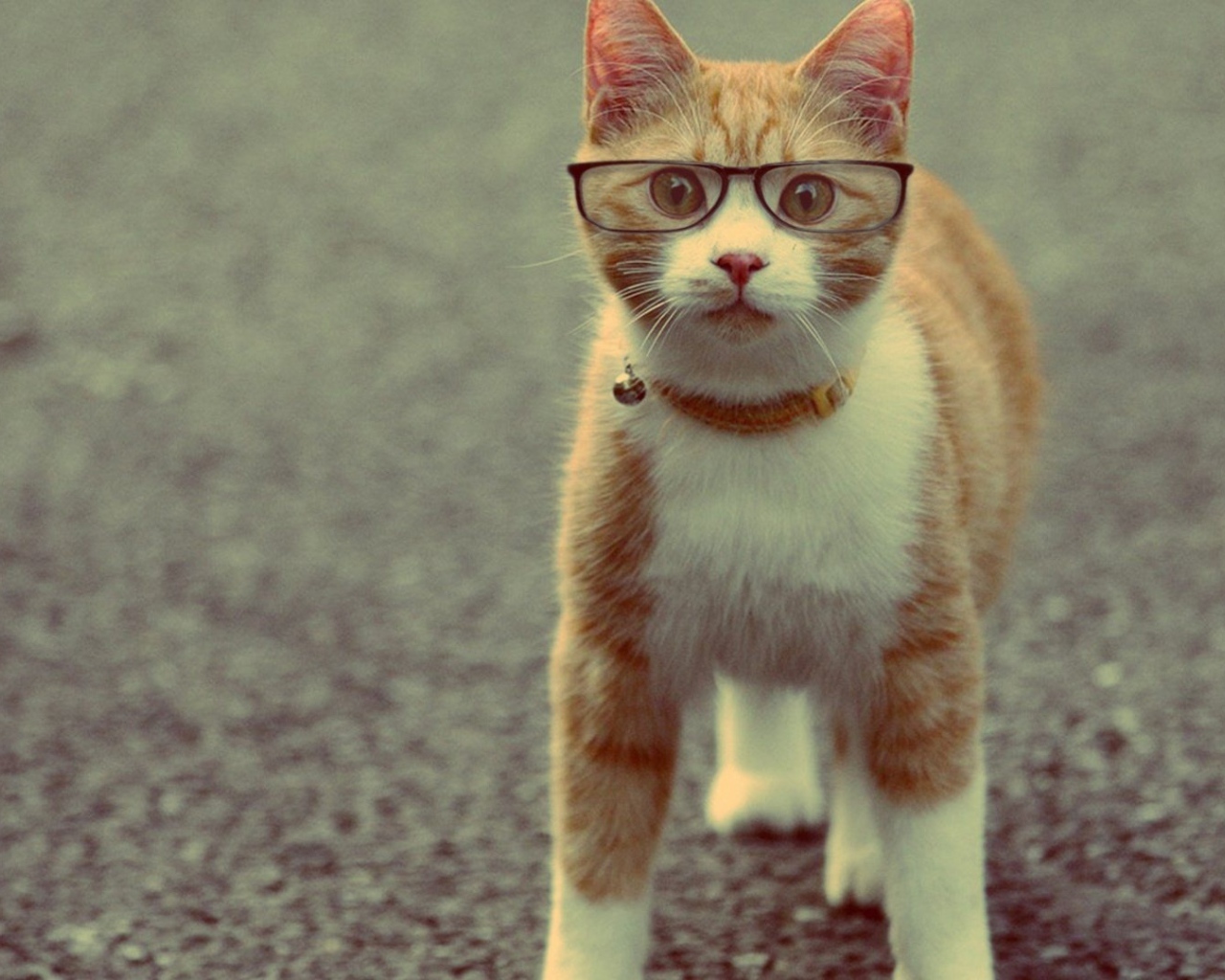 Серьёзный рыжий кот в очках