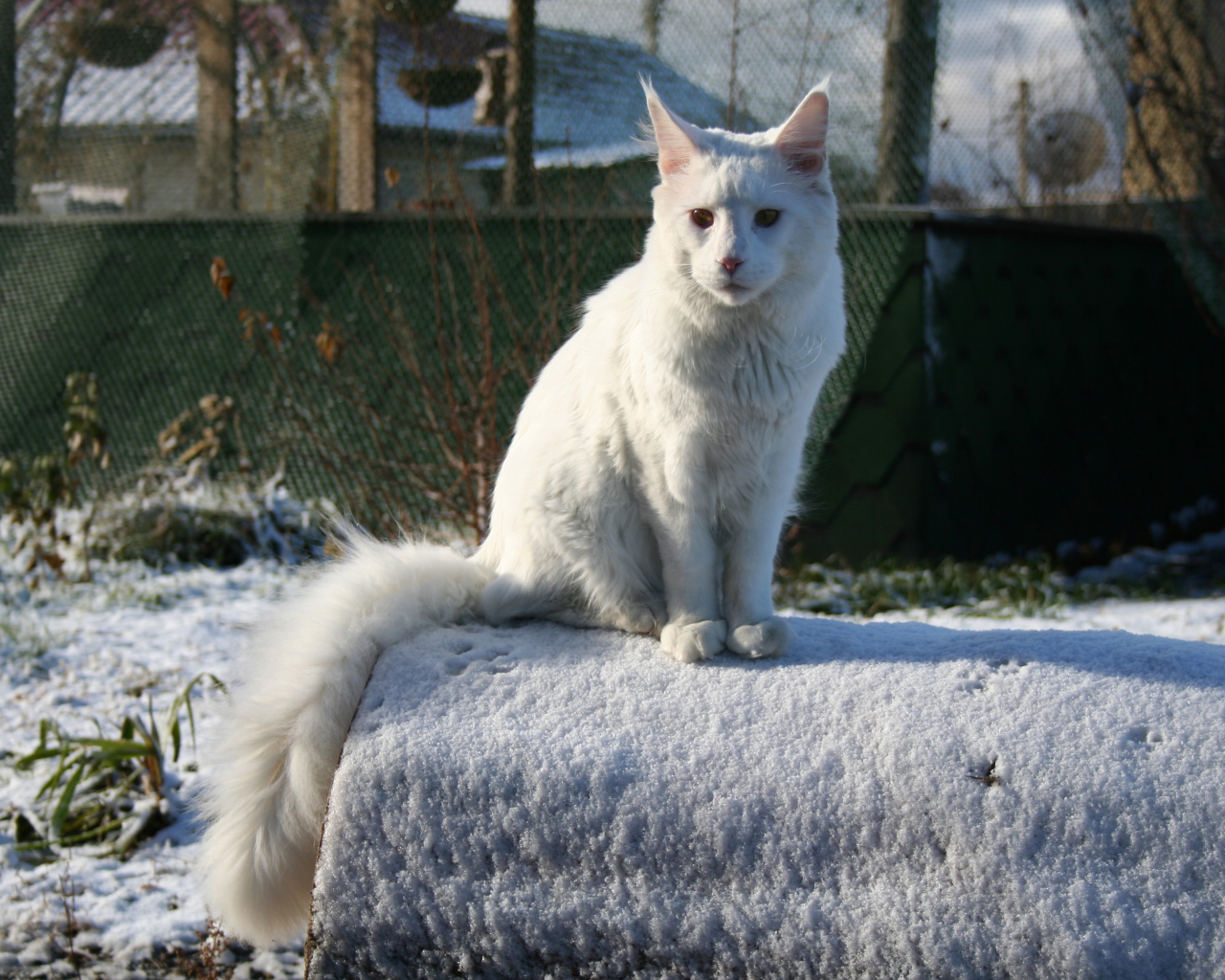 Белый серьёзный кот мейн-кун зимой