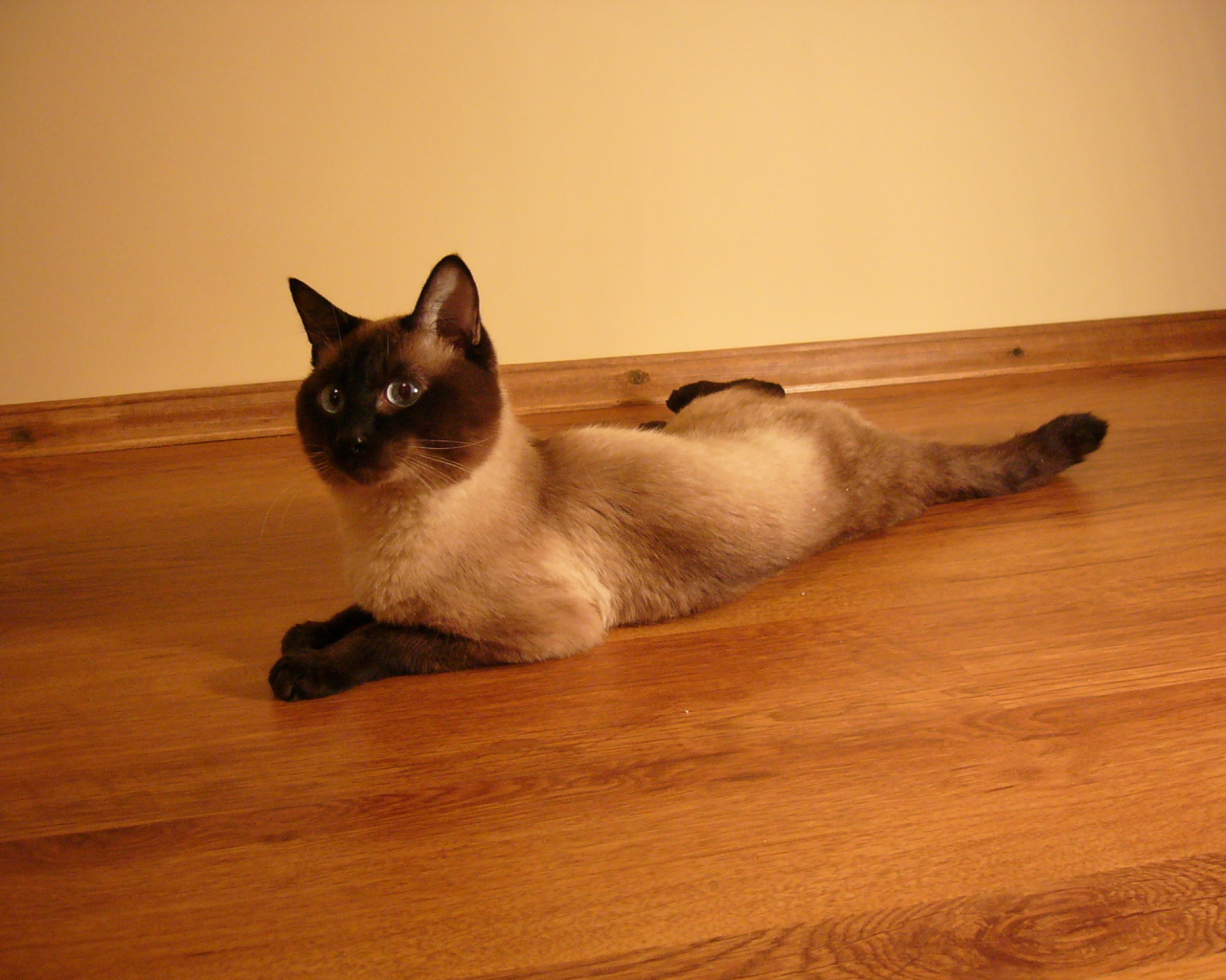 Сиамский кот лежит на полу