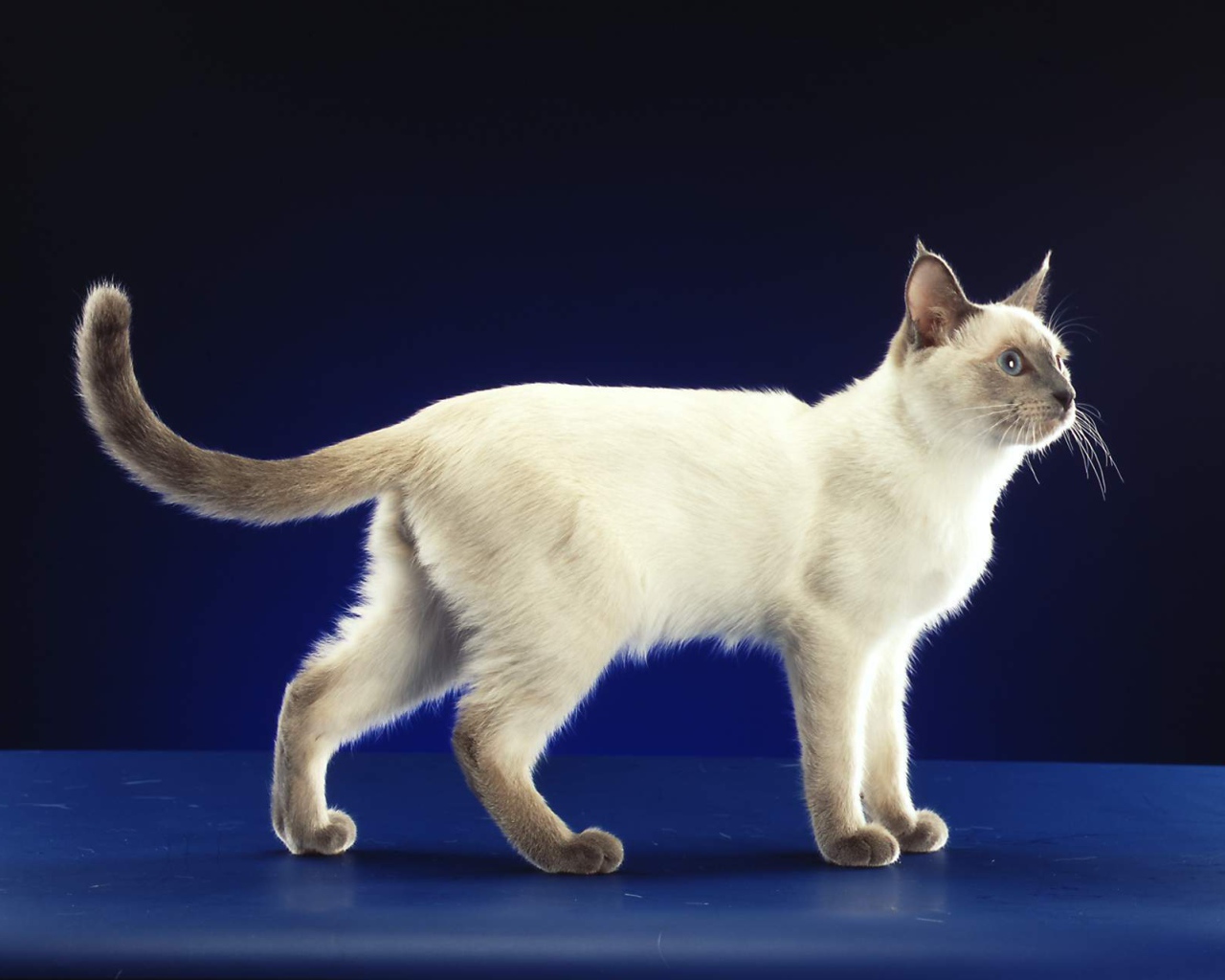 Сиамский кот позирует на синем фоне