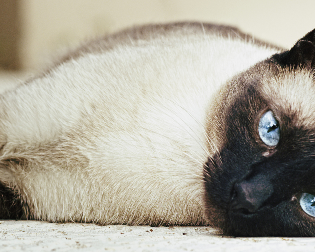 Siamese cat sprawled on the floor
