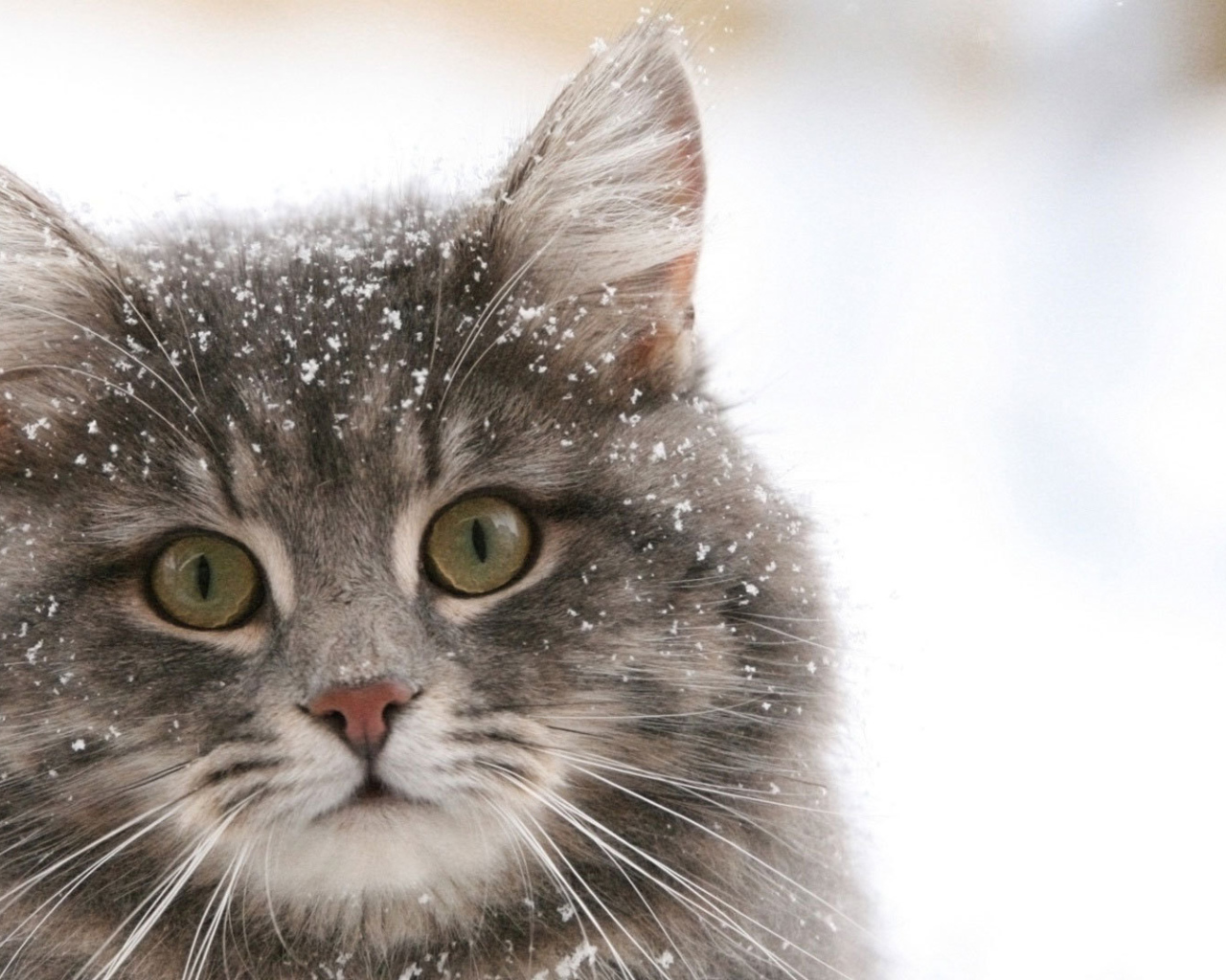 Сибирский кот в снегу