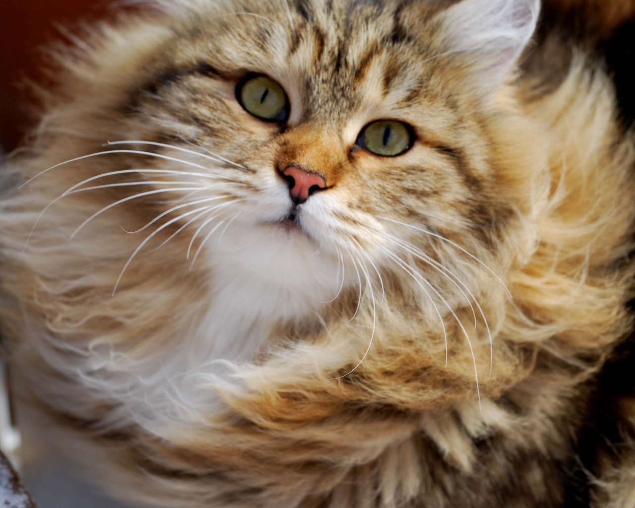 Сибирский кот в ветренную погоду