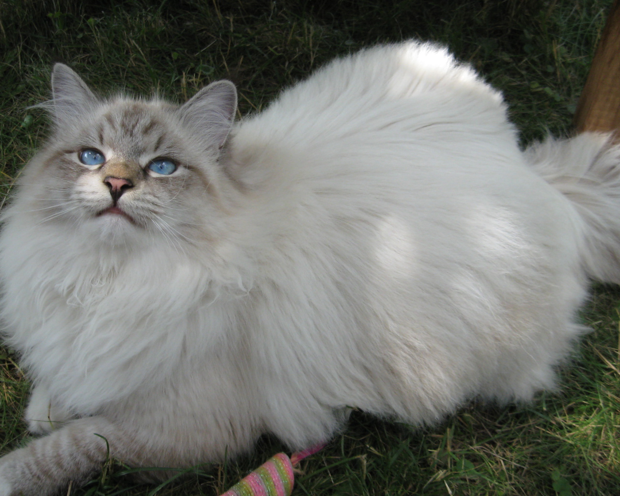 Сибирский кот на траве