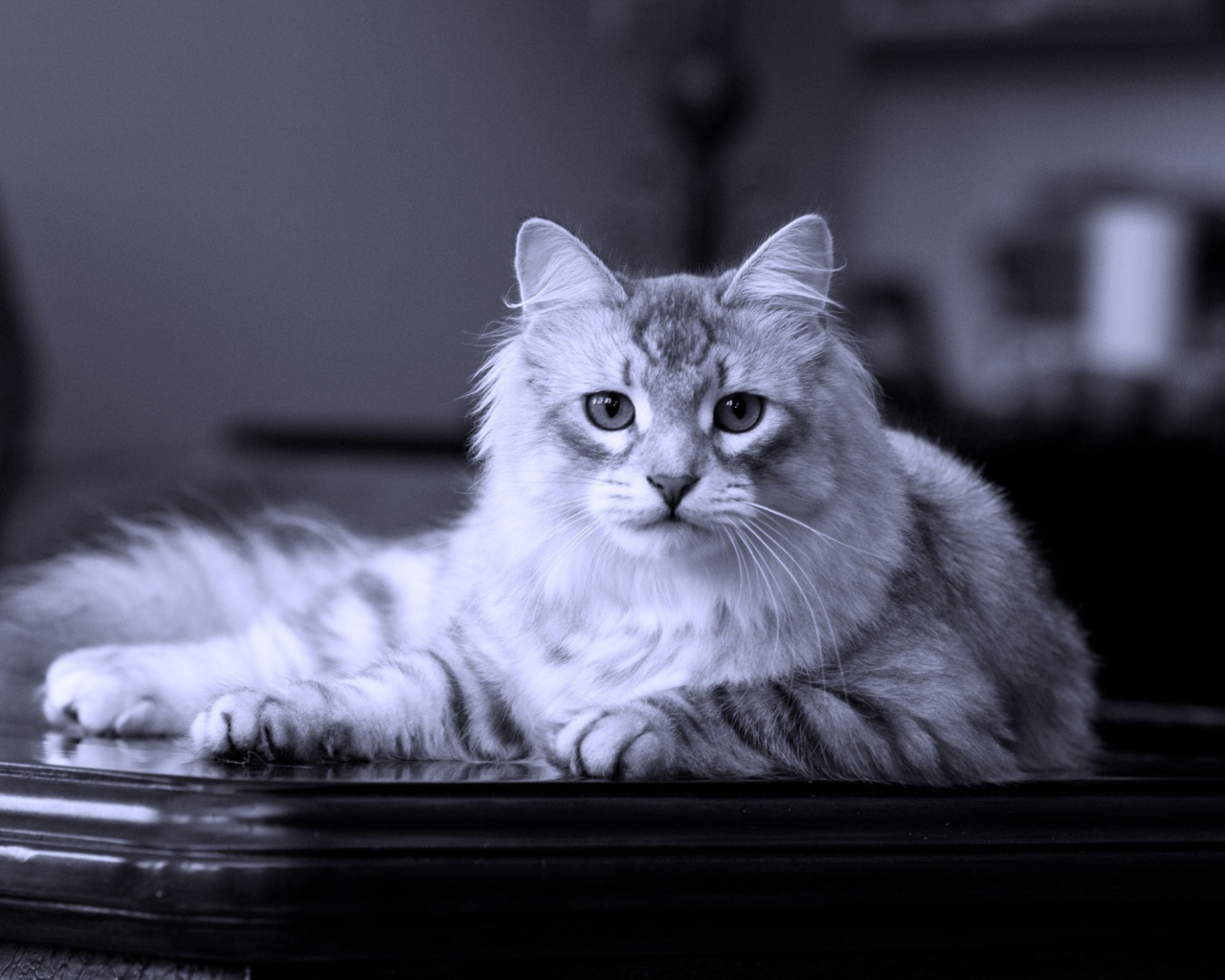 Сибирский кот лежит на столе